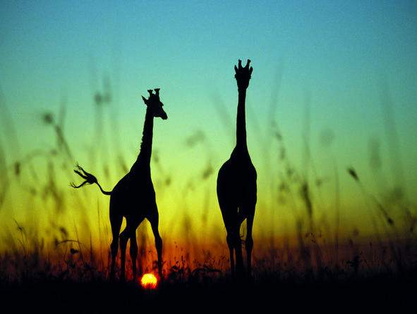 Mara Bushtops Camp - giraffes at sunset